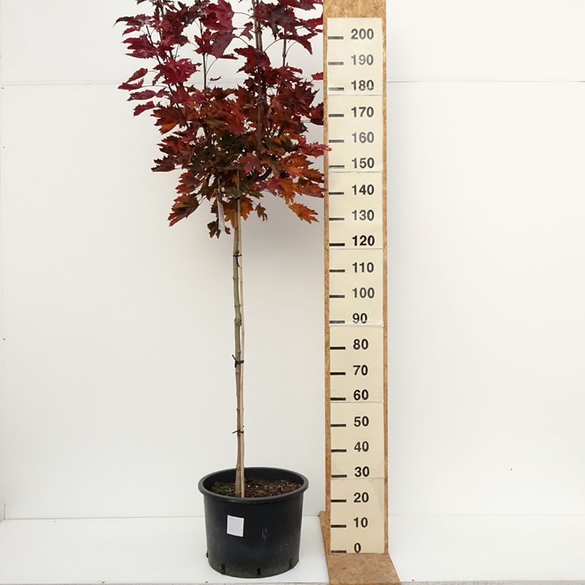 Ejemplar de Acer platanoides Purple Globe - Erable plane Pot de 20L/25L, Haute-Tige, Tige de 180 cm entregado en otoño