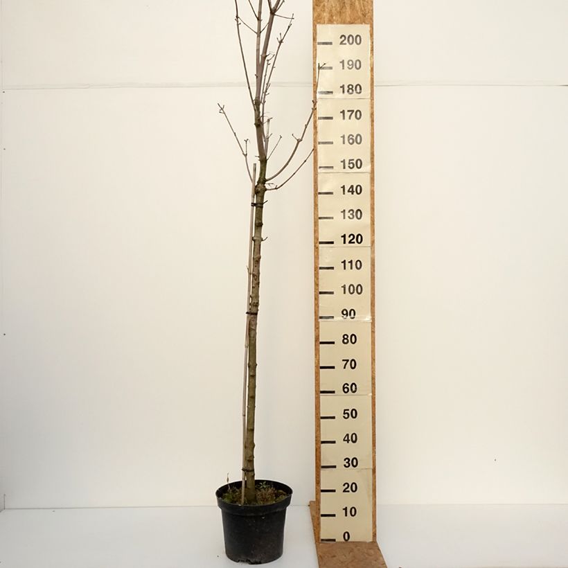 Ejemplar de Arce real Stollii - Acer platanoides Maceta 20L/25L, Tallo entregado en otoño