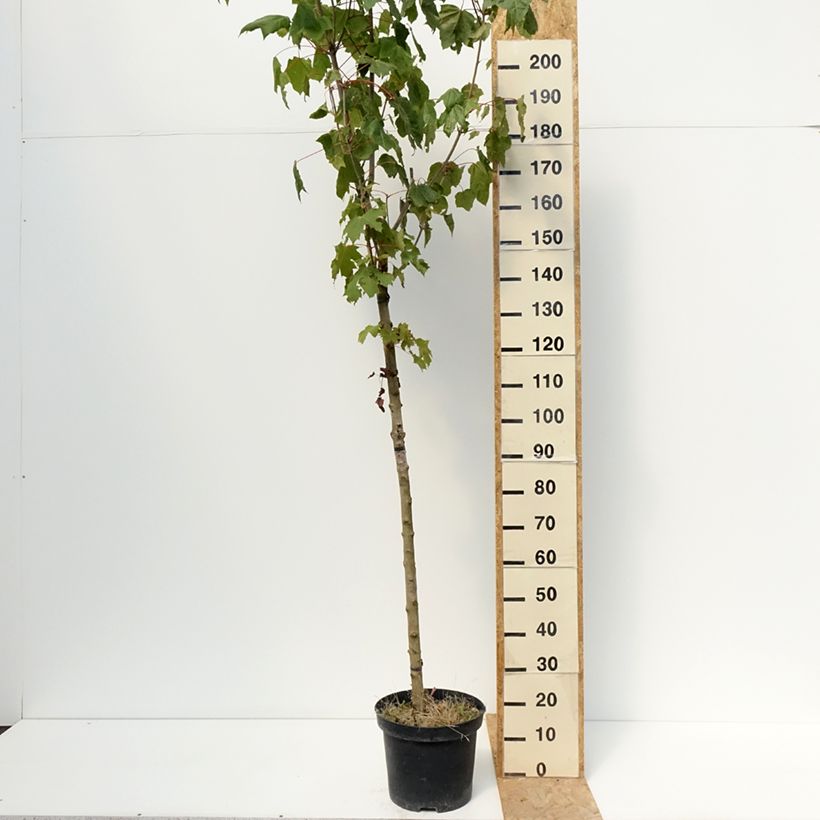 Ejemplar de Arce real Stollii - Acer platanoides Maceta 20L/25L, Tallo entregado en verano