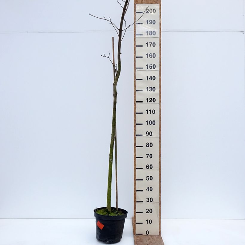Arce real Tharandt - Acer platanoides Maceta 12L/15L, Tallo Ejemplar entregado en invierno