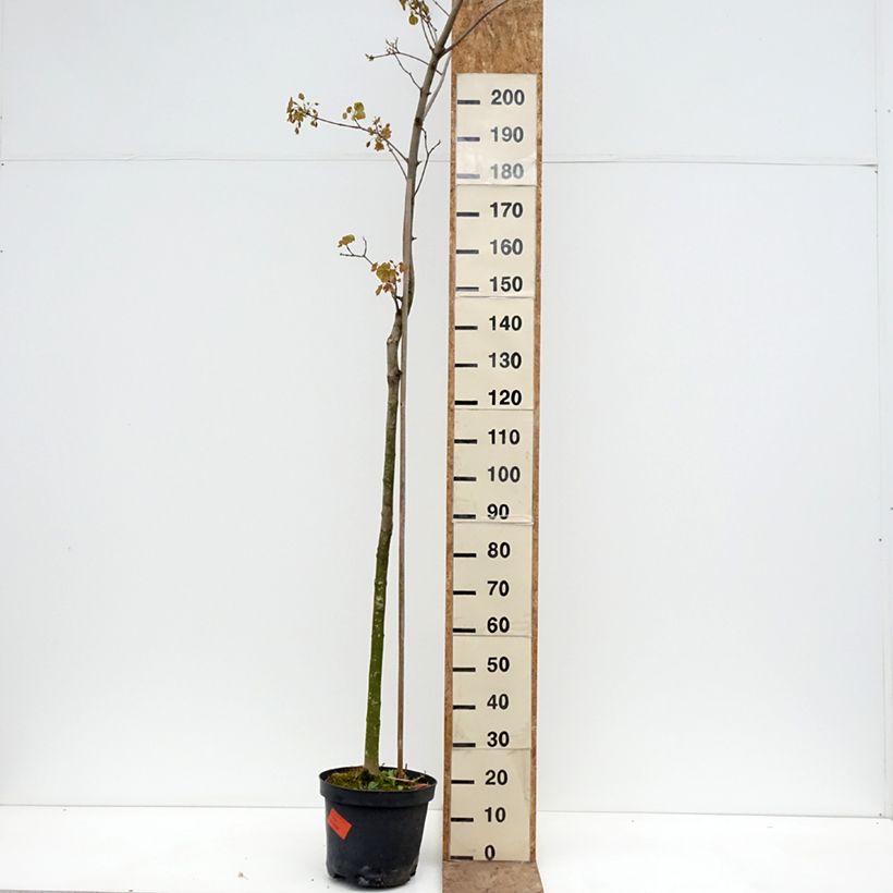 Arce real Tharandt - Acer platanoides Maceta 12L/15L, Tallo Ejemplar entregado en la primavera