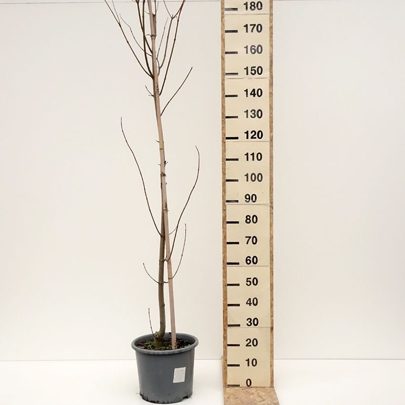 Acer rubrum Armstrong Maceta 12L/15L Ejemplar entregado en invierno