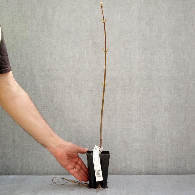 Acer rubrum Armstrong Gold Maceta 1L/1,5L Ejemplar entregado en la primavera