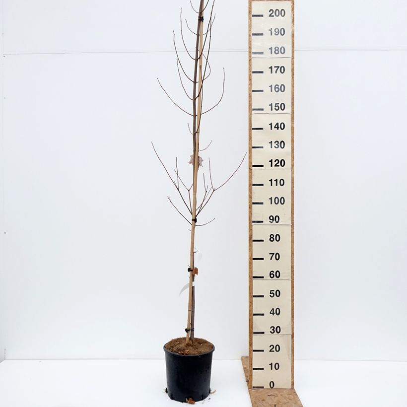 Ejemplar de Acer rubrum Fairview Flame Maceta 12L/15L entregado en otoño