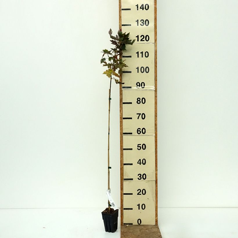 Ejemplar de Acer rubrum Redpointe Maceta 1L/1,5L entregado en otoño