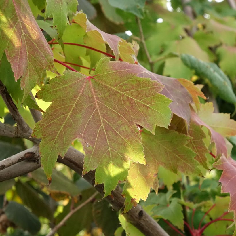 Acer rubrum Sekka - Arce de Canadá (Follaje)