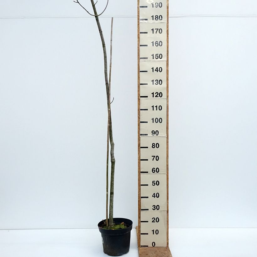 Ejemplar de Acer rubrum Sekka - Arce de Canadá Maceta 4L/5L entregado en otoño