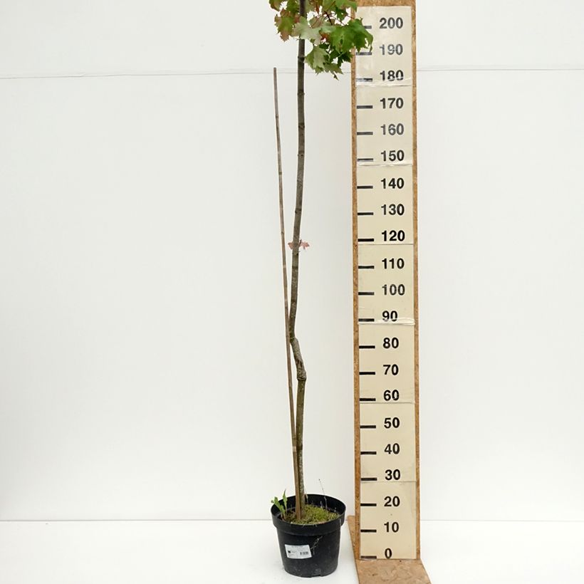 Ejemplar de Acer rubrum Sekka - Arce de Canadá Maceta 4L/5L entregado en verano
