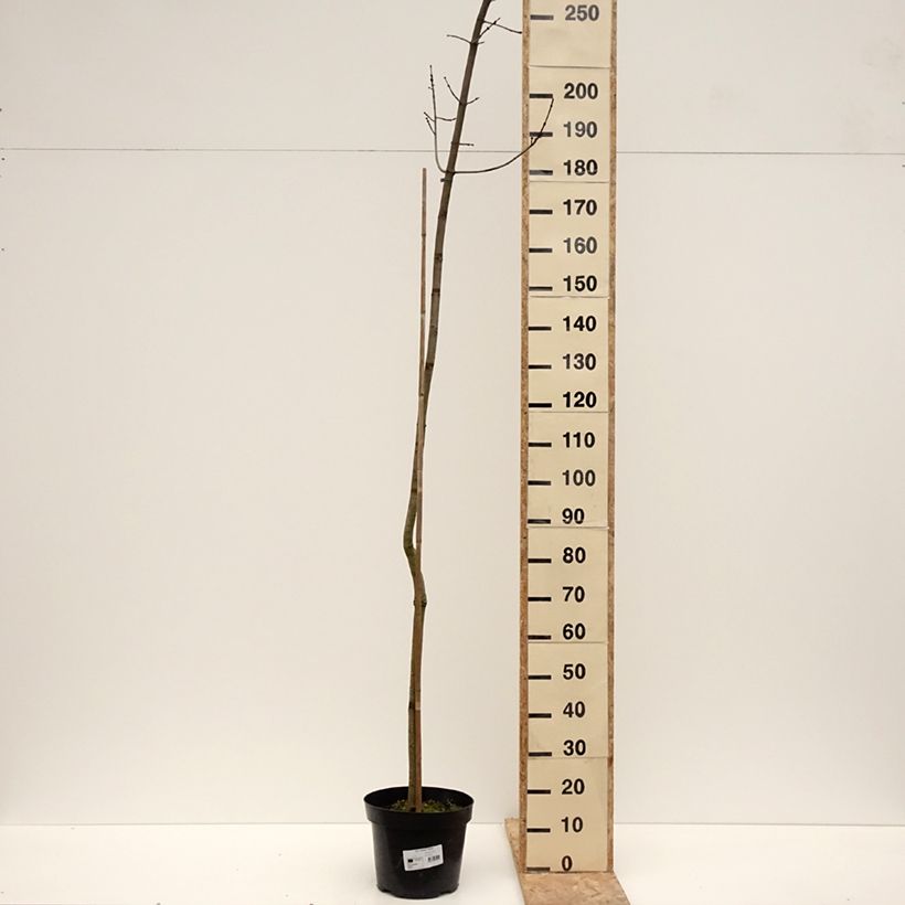 Acer rubrum Sekka - Arce de Canadá Maceta 4L/5L Ejemplar entregado en invierno