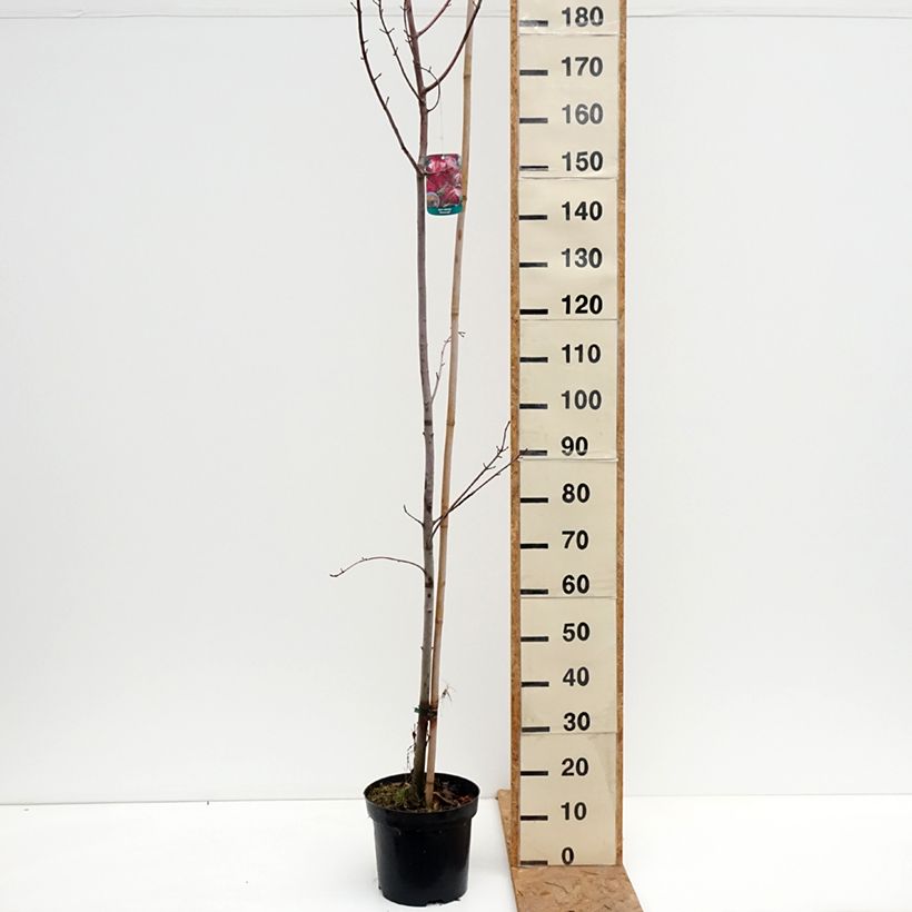 Ejemplar de Acer rubrum Somerset - Arce de Canadá Maceta 7,5L/10L entregado en otoño