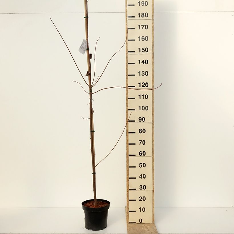 Acer rubrum Somerset - Arce de Canadá Maceta 7,5L/10L Ejemplar entregado en invierno