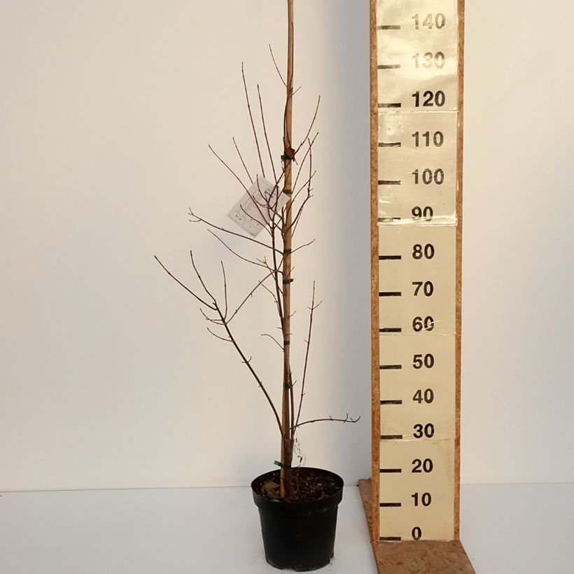 Ejemplar de Acer rubrum Sun Valley Maceta 7,5L/10L, Arból joven entregado en otoño