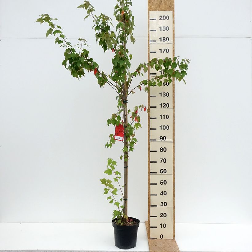 Ejemplar de Acer rubrum Sun Valley Maceta 7,5L/10L, Arból joven entregado en verano