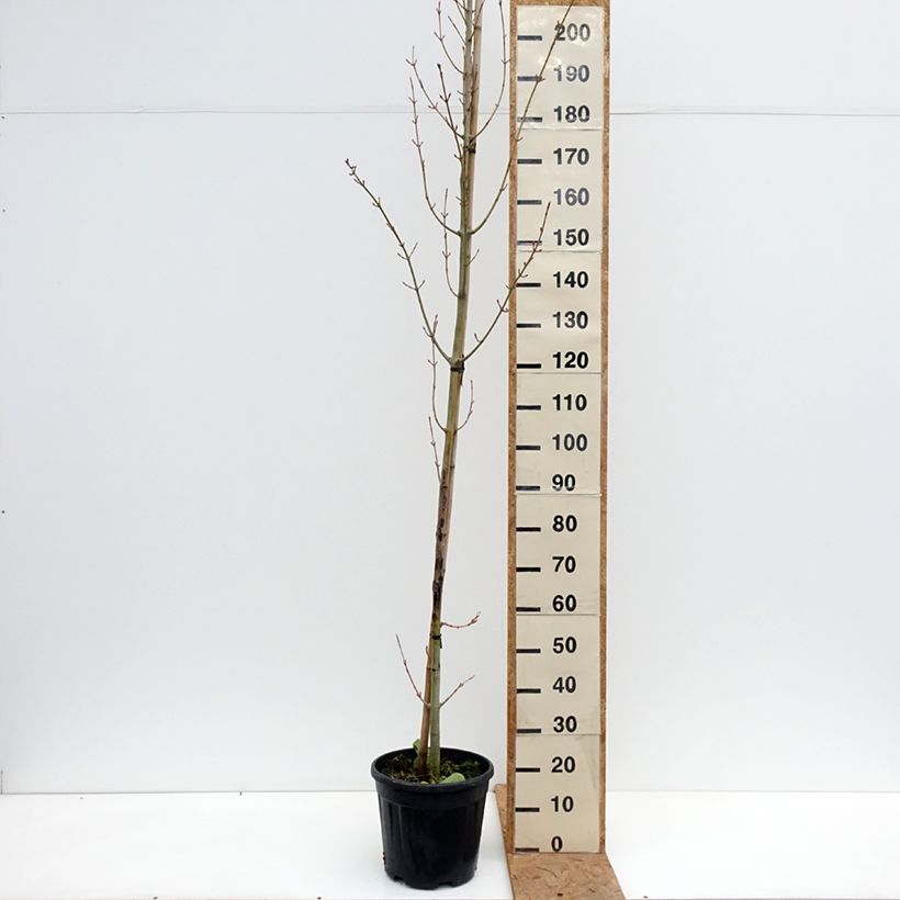 Ejemplar de Acer rufinerve Albolibatum - Arce de venas rojas Maceta 12L/15L entregado en otoño