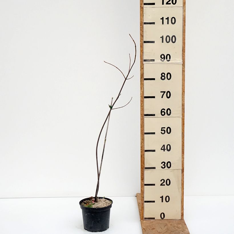 Ejemplar de Acer saccharinum Laciniatum Wieri Maceta 3L/4L entregado en otoño