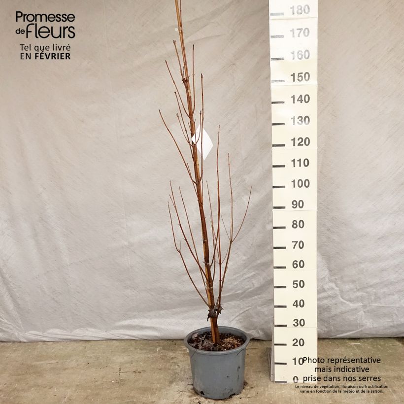 Acer saccharinum Pyramidale Maceta 12L/15L Ejemplar entregado en invierno