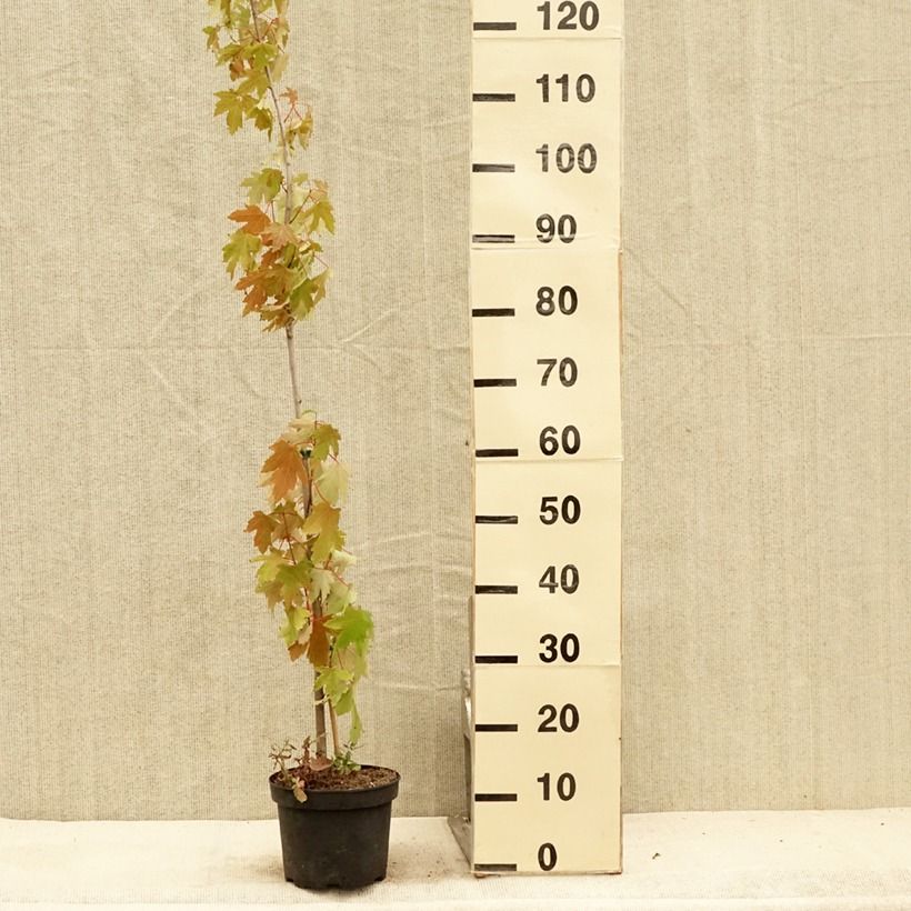Ejemplar de Acer saccharinum Pyramidale Maceta 3L/4L entregado en verano