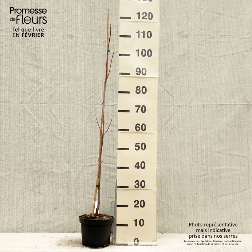 Acer saccharinum Pyramidale Maceta 3L/4L Ejemplar entregado en invierno