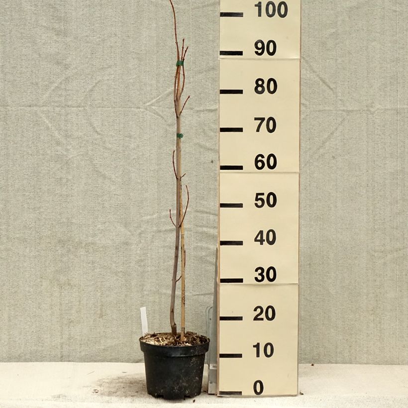 Acer saccharinum Pyramidale Maceta 3L/4L Ejemplar entregado en la primavera