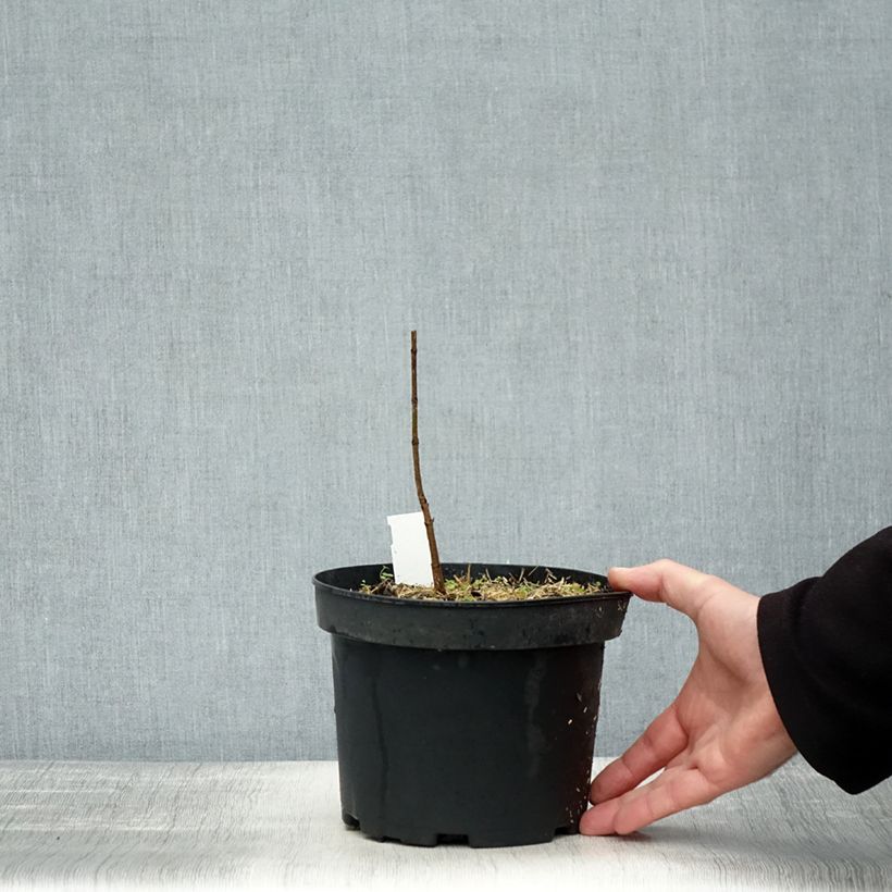 Ejemplar de Acer saccharum - Arce azucarero Maceta 3L/4L entregado en otoño
