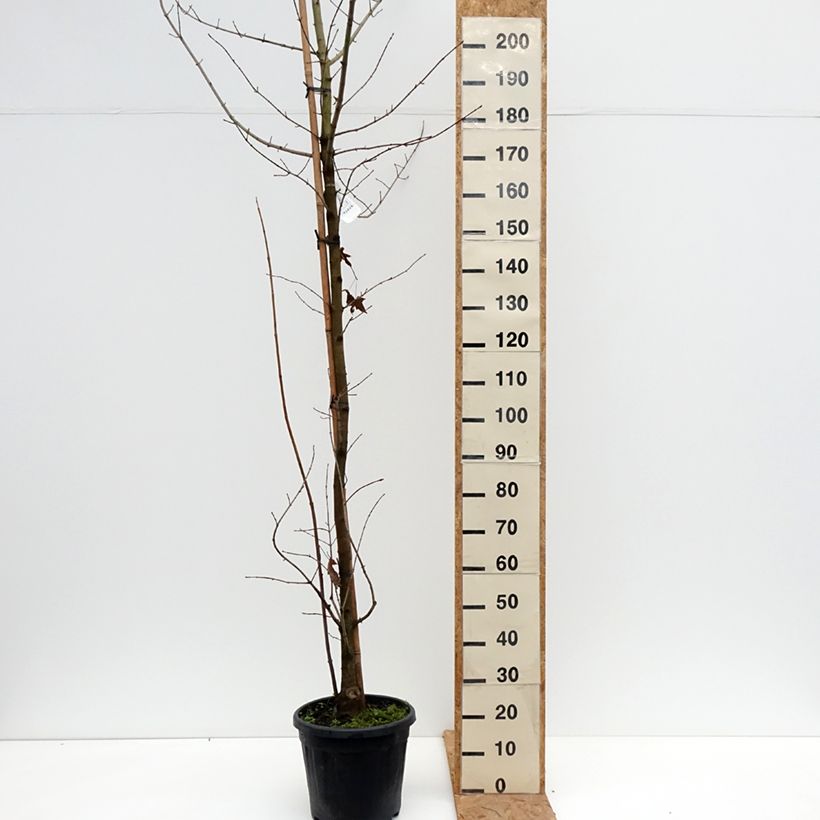 Ejemplar de Acer x zoeschense Annae Maceta 12L/15L entregado en otoño