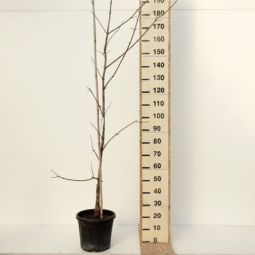 Acer x zoeschense Annae Maceta 12L/15L Ejemplar entregado en invierno