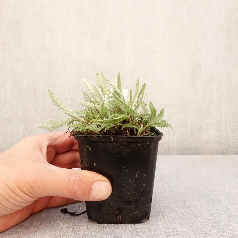 Achillea clypeolata - Milenrama Maceta de 8/9 cm Ejemplar entregado en la primavera