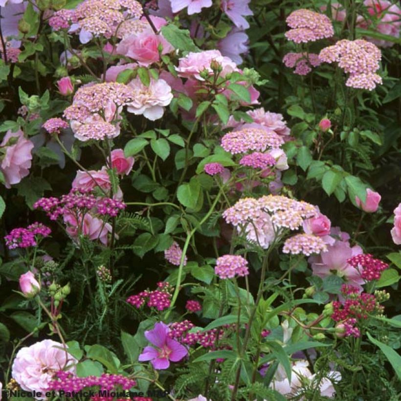 Milenrama Apfelblute - Achillea millefolium (Porte)