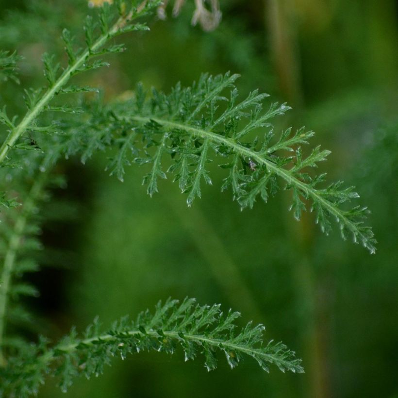 Milenrama Wonderful Wampee - Achillea millefolium (Follaje)