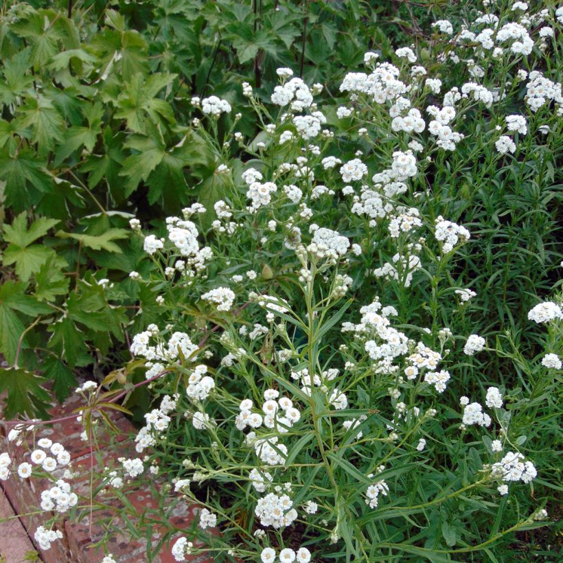 Achillea ptarmica The Pearl (Porte)