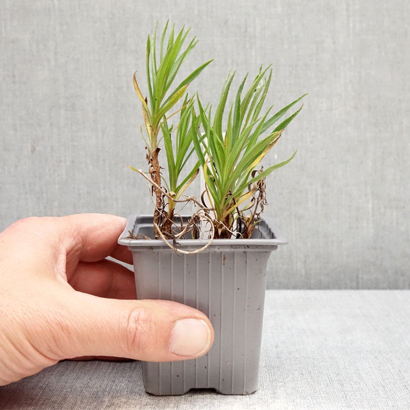 Achillea ptarmica Boule de Neige Maceta de 8/9 cm Ejemplar entregado en la primavera