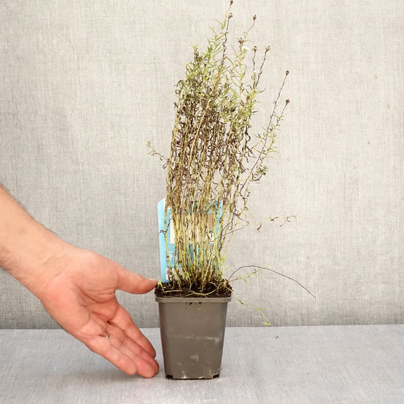 Ejemplar de Achillea ptarmica Maceta de 8/9 cm entregado en otoño