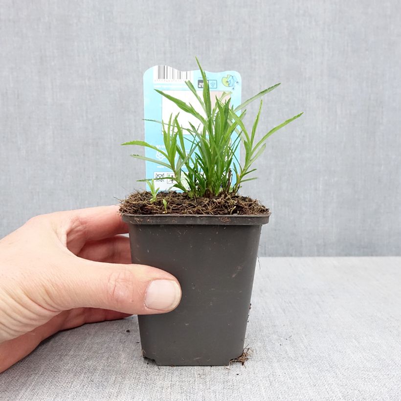 Achillea ptarmica Maceta de 8/9 cm Ejemplar entregado en la primavera