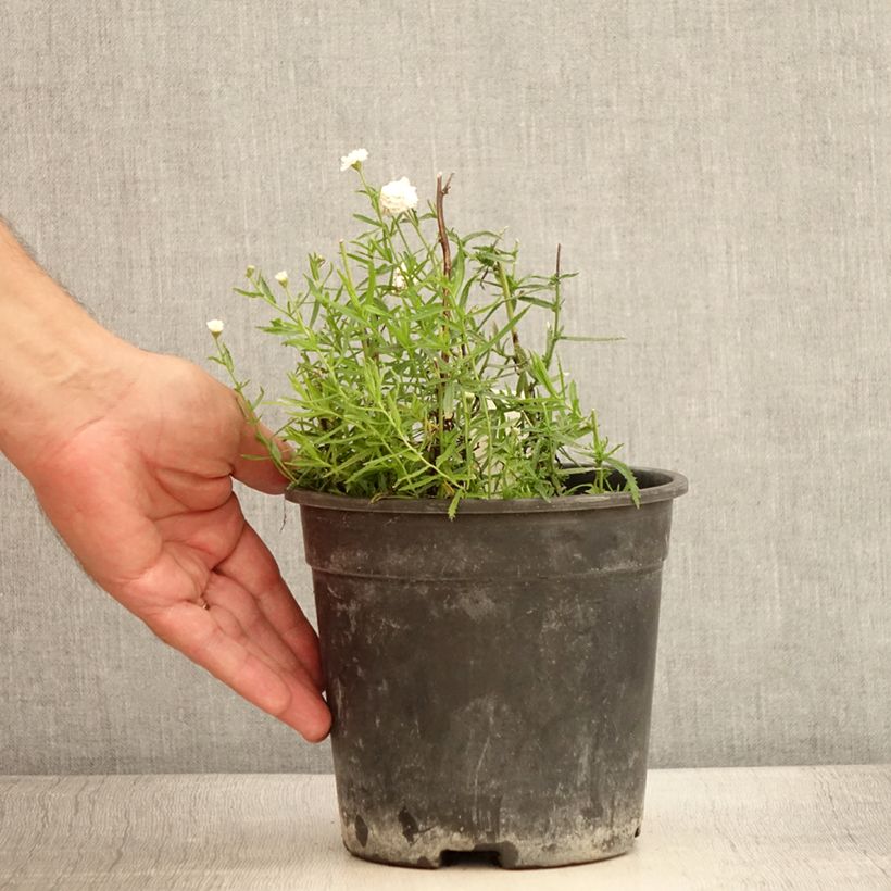 Ejemplar de Achillea ptarmica Diadem Maceta 2L/3L entregado en verano