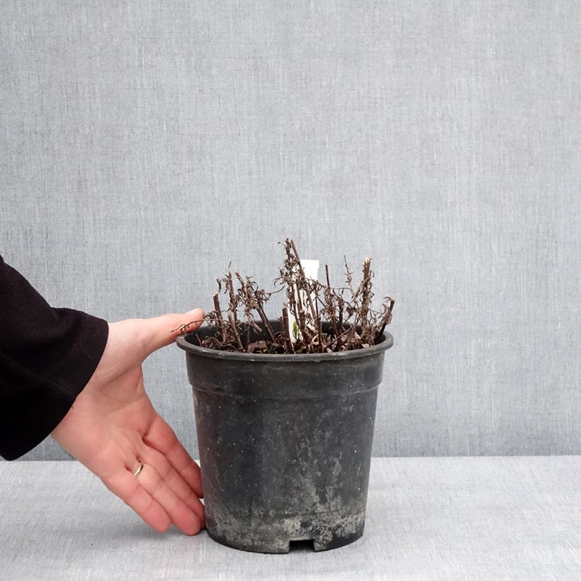 Achillea ptarmica Diadem Maceta 2L/3L Ejemplar entregado en invierno