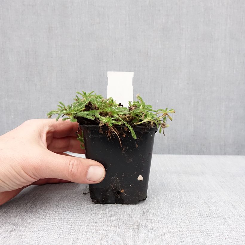 Achillea tomentosa Aurea Maceta de 8/9 cm Ejemplar entregado en invierno