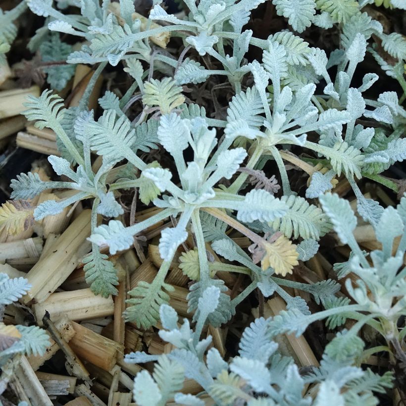 Achillea umbellata - Milenrama (Follaje)