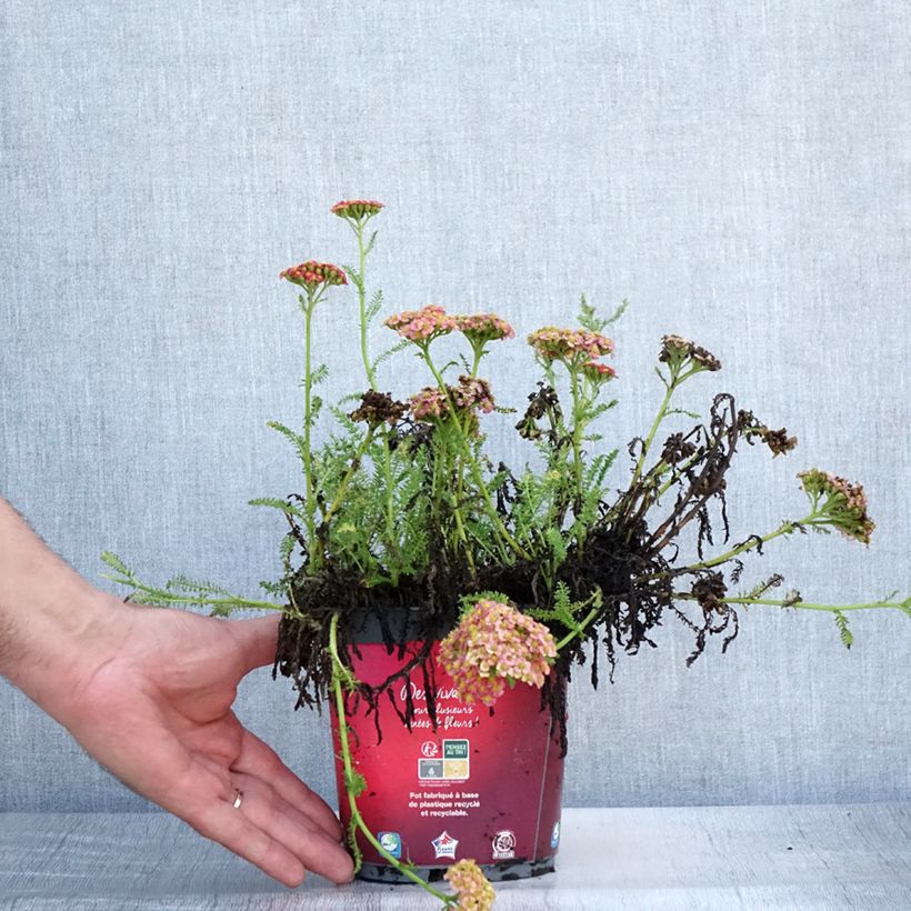 Ejemplar de Milenrama Desert Eve Red - Achillea millefolium Maceta 2L/3L entregado en verano