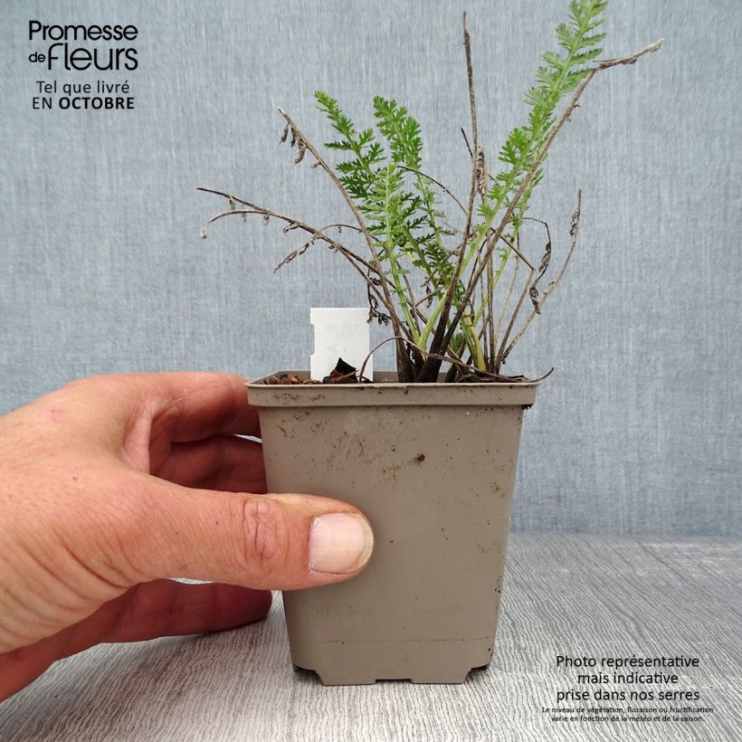 Ejemplar de Milenrama Alabaster - Achillea millefolium Maceta de 8/9 cm entregado en otoño