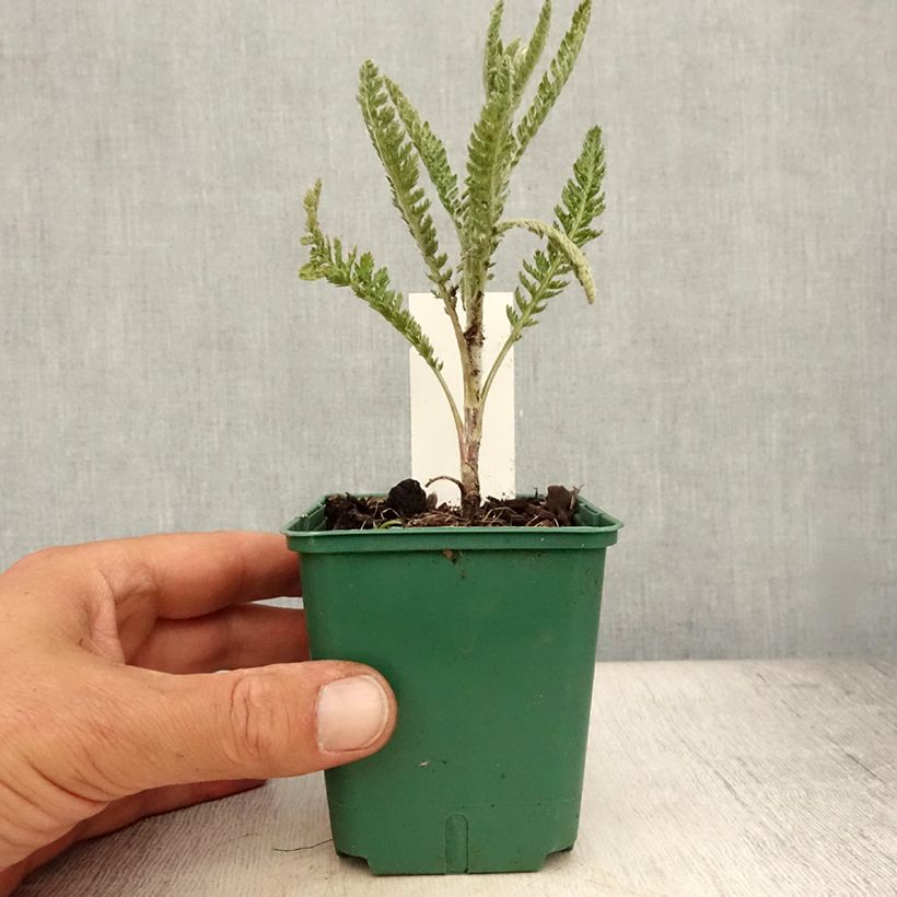Ejemplar de Milenrama Alabaster - Achillea millefolium Maceta de 8/9 cm entregado en verano