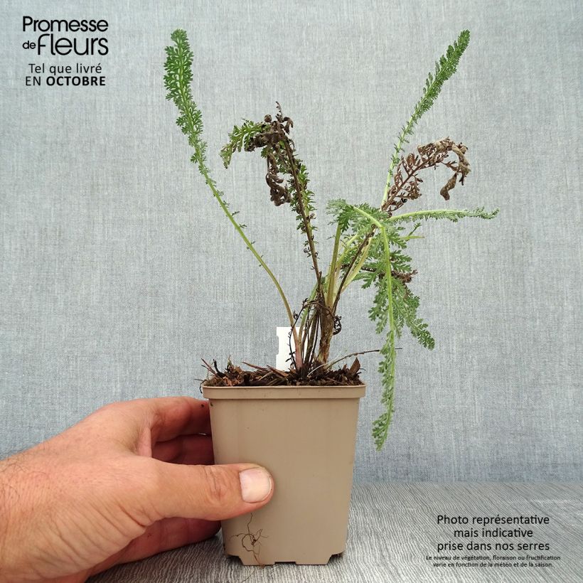 Ejemplar de Milenrama Hymne - Achillea millefolium Maceta de 8/9 cm entregado en otoño