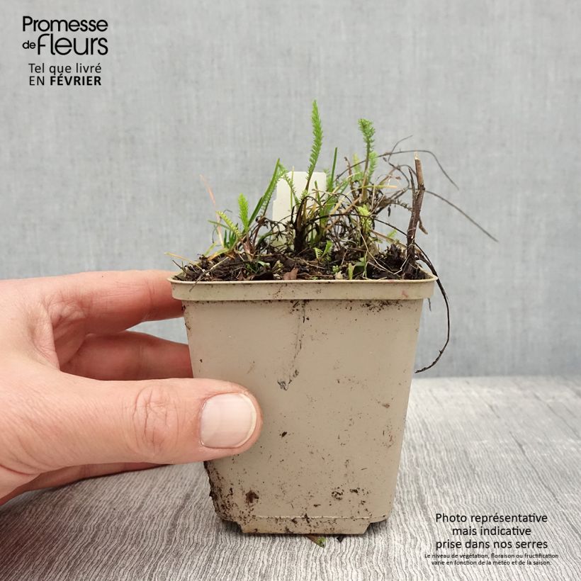 Milenrama Red Beauty - Achillea millefolium Maceta de 8/9 cm Ejemplar entregado en invierno