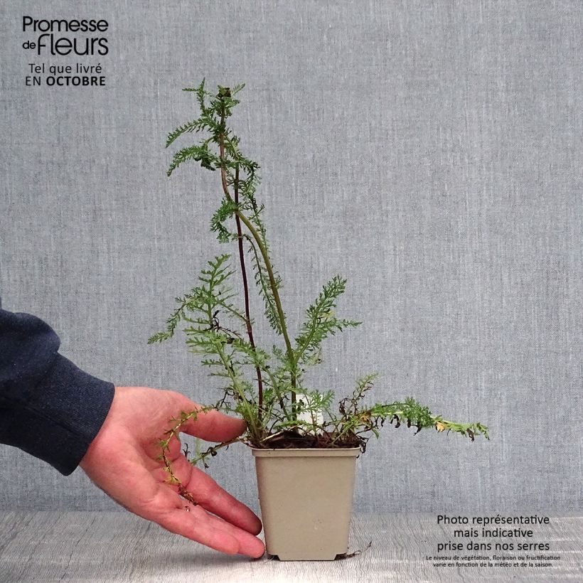 Ejemplar de Milenrama Sammetriese - Achillea millefolium Maceta de 8/9 cm entregado en otoño