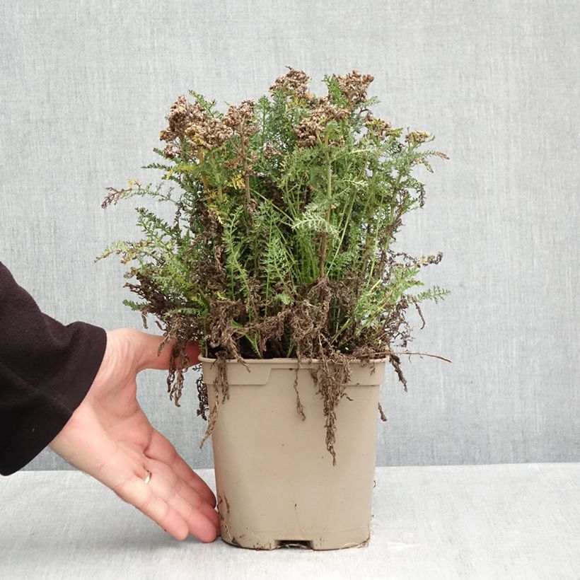Ejemplar de Milenrama Saucy Seduction - Achillea millefolium Maceta 2L/3L entregado en otoño