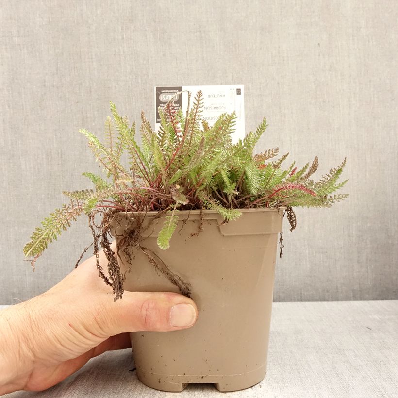 Milenrama Saucy Seduction - Achillea millefolium Maceta 2L/3L Ejemplar entregado en la primavera