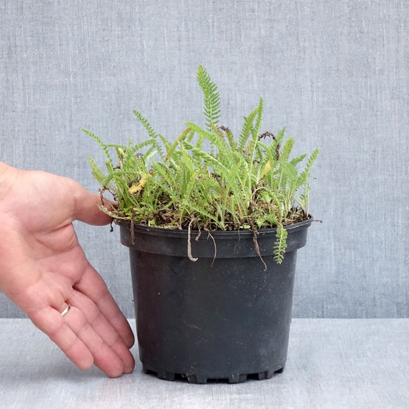 Milenrama White Beauty - Achillea millefolium Maceta 2L/3L Ejemplar entregado en la primavera