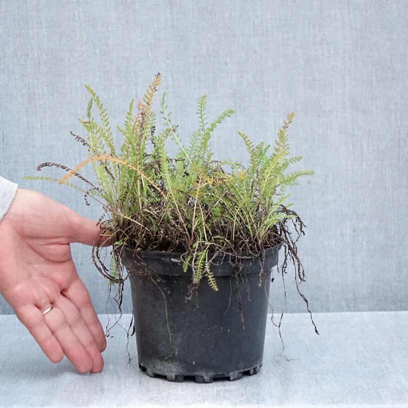 Ejemplar de Milenrama White Beauty - Achillea millefolium Maceta 2L/3L entregado en otoño