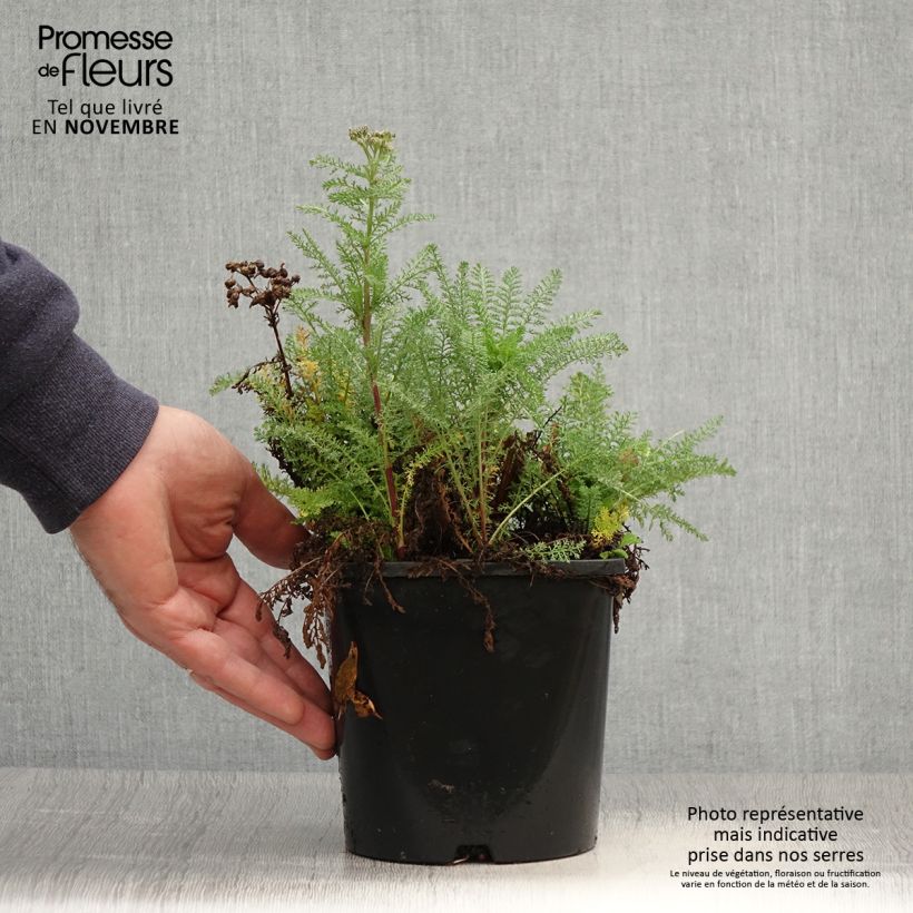 Ejemplar de Milenrama Tutti Frutti Apricot Delight - Achillea millefolium Maceta 2L/3L entregado en otoño