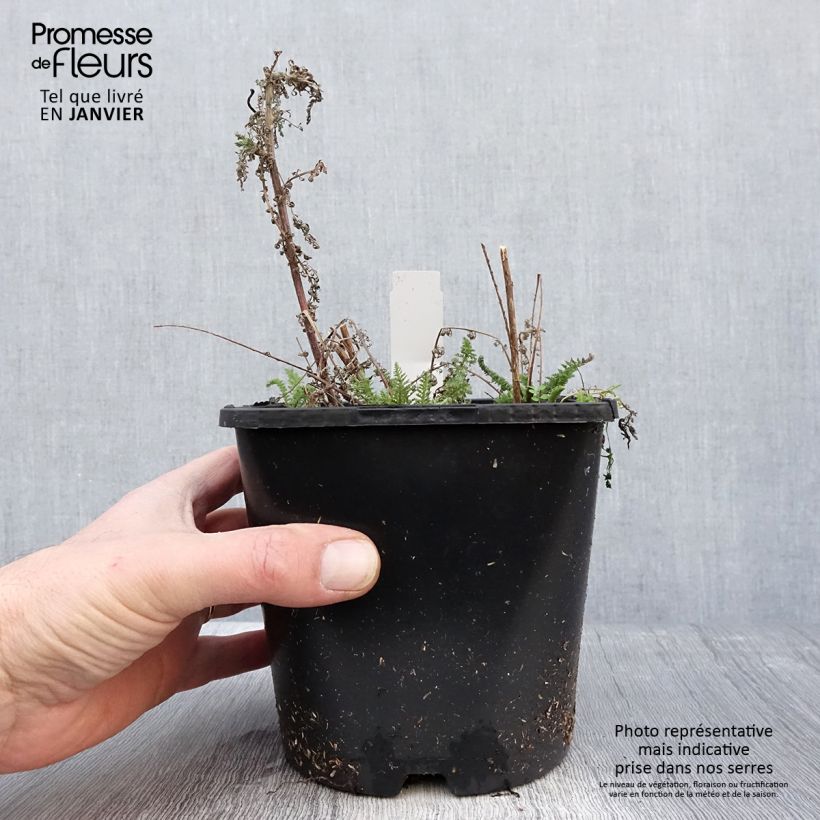 Milenrama Tutti Frutti Apricot Delight - Achillea millefolium Maceta 2L/3L Ejemplar entregado en invierno