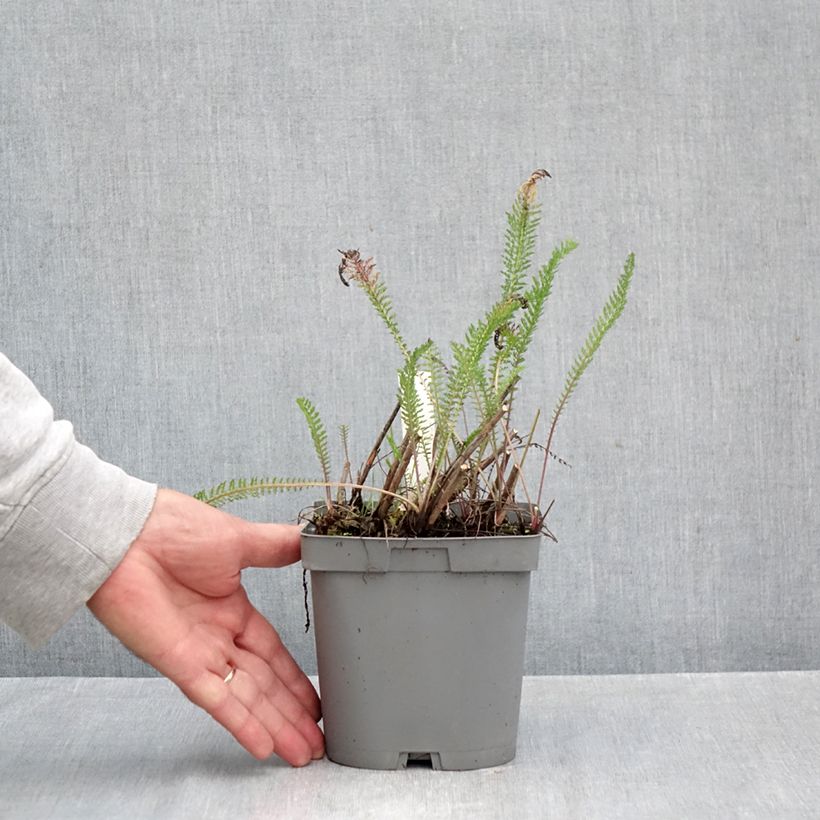 Ejemplar de Milenrama Cerise Queen - Achillea millefolium Maceta 2L/3L entregado en otoño